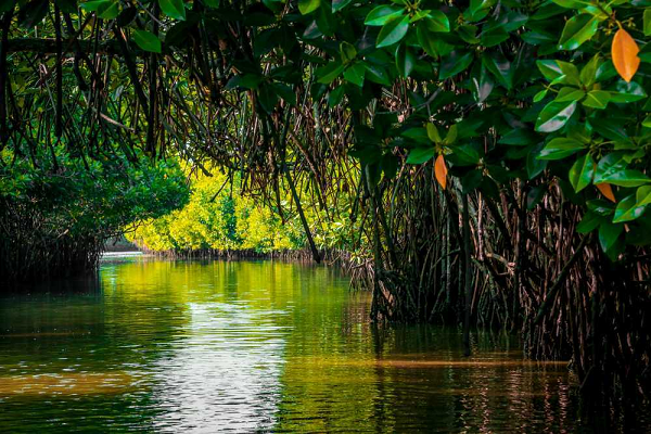 Pondy mangrove forest