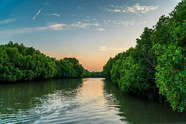 mangrove